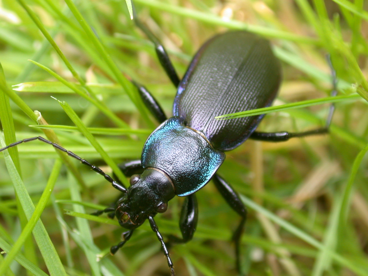 Carabus lefebvrei bayardi e purpurascens